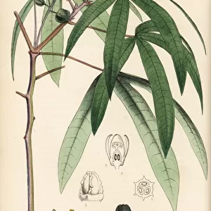 Cassava or manioc, Manihot esculenta