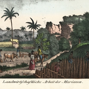 Chamorro farmers ploughing fields in the Mariana islands