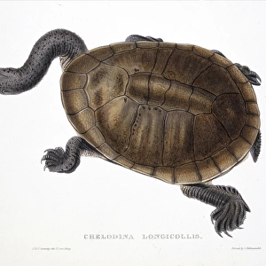 Chelodina longicollis, eastern long-necked turtle