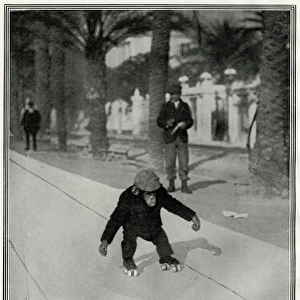 Chimpanzee roller skating in Cannes