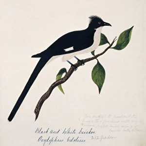 Clamator jacobinus, jacobin cuckoo
