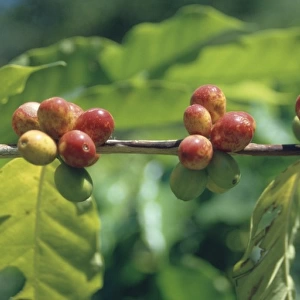 Coffea canephora Pierrre ex Fr-hner