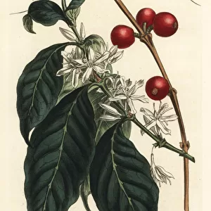 Coffee tree, Coffea arabica