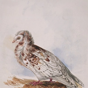 Columba livia, Jjacobine pigeon (domestic)