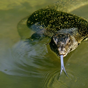A Common Monitor Lizard swims in a small stream