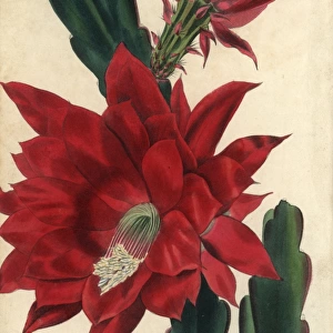 Crimson-flowered cactus, Disocactus jenkinsonii