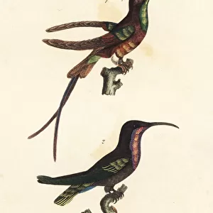 Crimson topaz and ruby-throated hummingbird