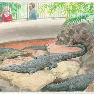 Crocodiles and Alligators at London Zoo
