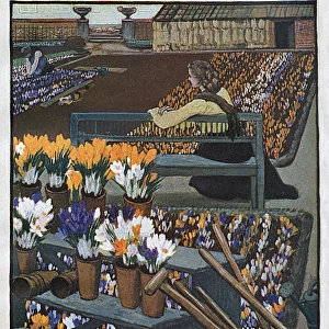 Crocus Garden 1904