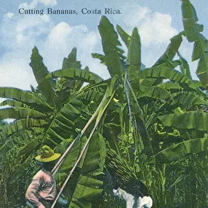 Cutting Bananas down from their tree - Costa Rica