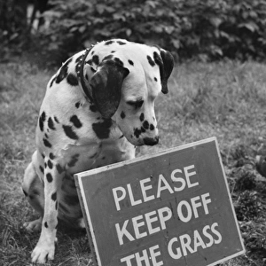 Dalmatian with Keep Off The Grass sign