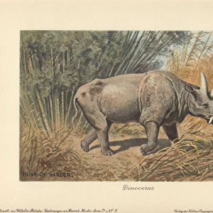 Dinocerata, extinct herbivorous, rhinoceros-like
