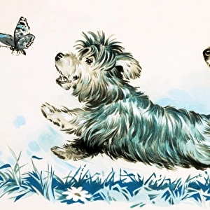 Dogs chasing a butterlfly