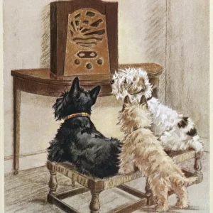 Dogs Listen to Radio