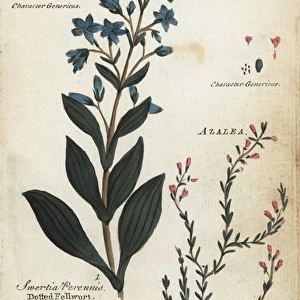 Dotted felwort and alpine azalea