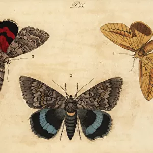 Drinker, blue underwing and red underwing moths