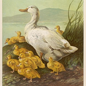 Duck with Ducklings 1877