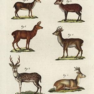 Eastern roe deer, spotted deer, hog deer, Muntjac