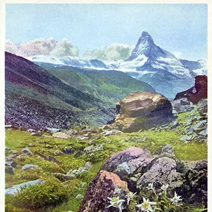 Edelweiss and Alpine Aster on the Fluhalpe near Zermatt