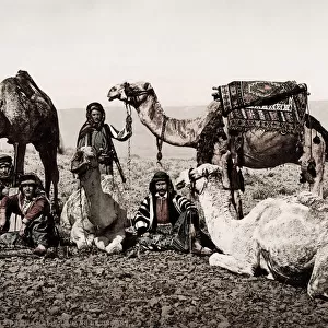 Egypt, halt of a camel train in the desert