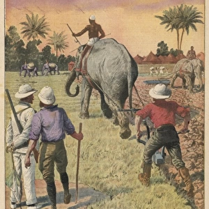 Elephants Ploughing 1911