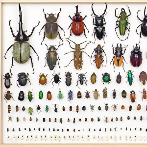 Beetle Related Images