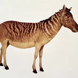 Equus quagga, quagga