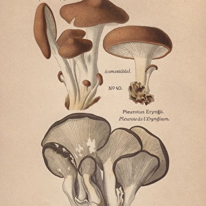 Eringi mushroom, Pleurotus eryngii, and tree