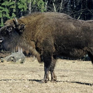 European Bison - grazes in a clearing