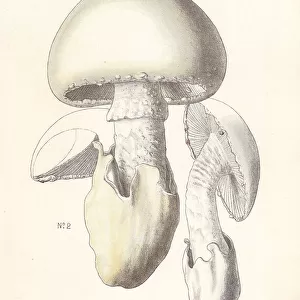 European white egg mushroom, Amanita ovoidea