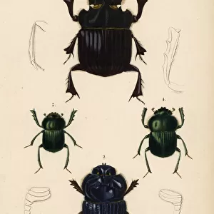 Carrion Beetles