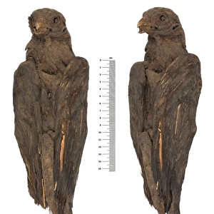Falco cherrug, saker falcon