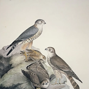 Falco columbarius, merlin