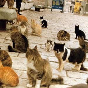 Family of cats on a Greek Island