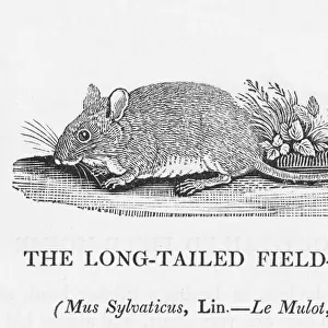 Long-tailed Field Mouse