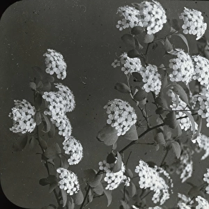 Flowers - Spiroea confusa