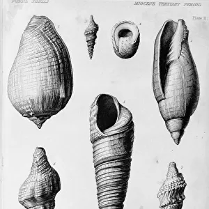 Fossil shells of the Miocene Tertiary Period