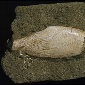 Fossilised Tellinella rostralis, tellin bivalve