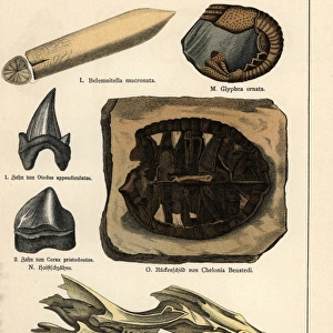 Fossils of extinct celaphopod, crustacean, turtle and shark