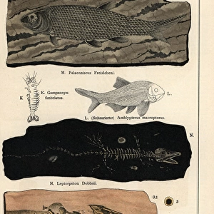 Fossils of fish, crustaceans, and amphibians