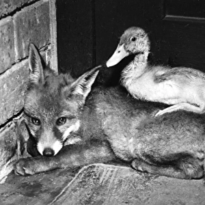 Fox and Duckling