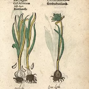 Garlic, Allium sativum, and wild garlic, Allium vineale