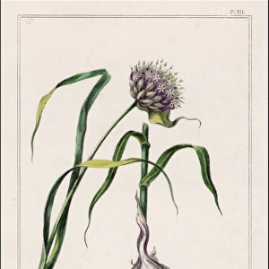 Garlic Plant Incl. Bulb