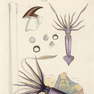 Giant Squid 1837