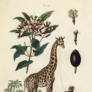 Giraffe and clove tree