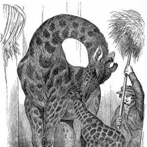 Giraffe and her young, London Zoo, 1849