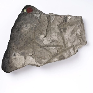 Glossopteris indica, Antarctic fossil leaf