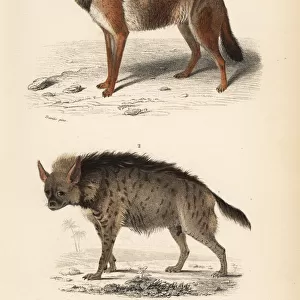 Golden jackal, Canis aureus, and striped hyena