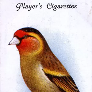 Goldfinch-Canary Mule