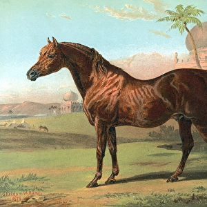 Goldie Arab Horse
